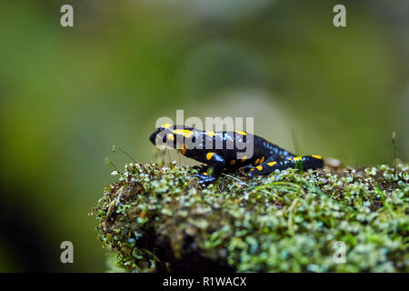 Salamandre de feu sur le sol forestier, macro Banque D'Images