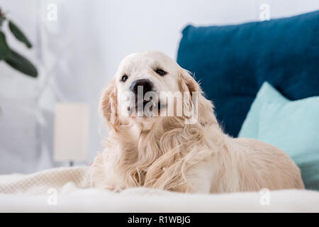 Golden retriever dog looking at camera while lying on bed Banque D'Images