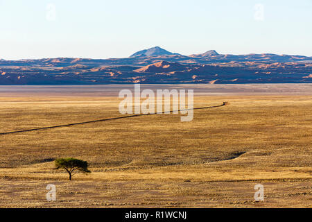 Umbrella thorn acacia (Acacia tortilis), les dunes du désert du Namib à l'arrière, Namib-Naukluft National Park, Namibie Banque D'Images