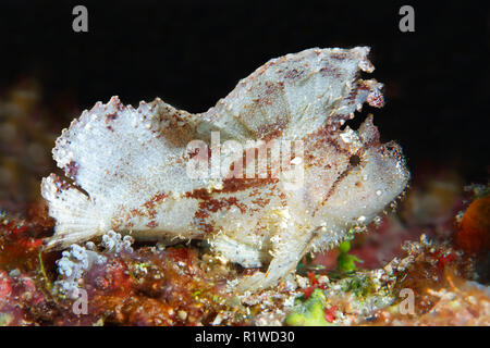 Taenianotus triacanthus scorpénidés (feuilles), blanc, l'île de Selayar, lac Flores Mer, Océan Pacifique, l'Indonésie Banque D'Images