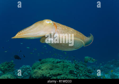 La seiche commune (Sepia officinalis), l'île de Selayar, Sulawesi, Pacifique, la mer de Flores, en Indonésie Banque D'Images