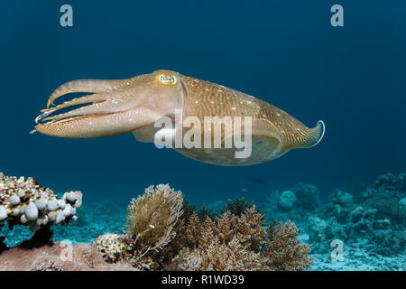 La seiche commune (Sepia officinalis), l'île de Selayar, Sulawesi, Pacifique, la mer de Flores, en Indonésie Banque D'Images