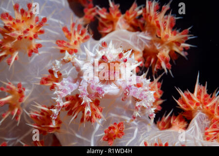 Araignée de mer de corail mou (Hoplophrys oatesii), Selayar, Sulawesi du Sud, Mer de Célèbes, Pacifique, l'Indonésie Banque D'Images