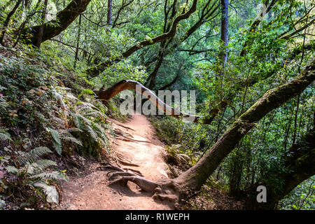 Sentier de randonnée pédestre à travers la forêt luxuriante de Mt Tamalpais State Park, comté de Marin, au nord de la baie de San Francisco, Californie Banque D'Images