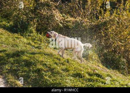 Focus sélectif de golden retriever avec apple en-bouche sèche sur l'herbe dans park Banque D'Images