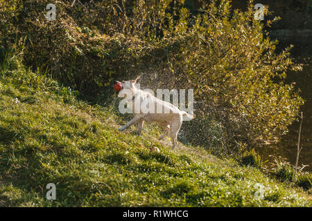 Golden retriever avec apple en-bouche sèche sur l'herbe dans park Banque D'Images