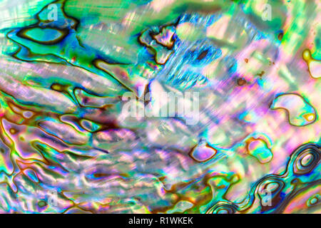 Close up multicolor texture background de paua coquillages, haliotis iris ou d'haliotide Banque D'Images