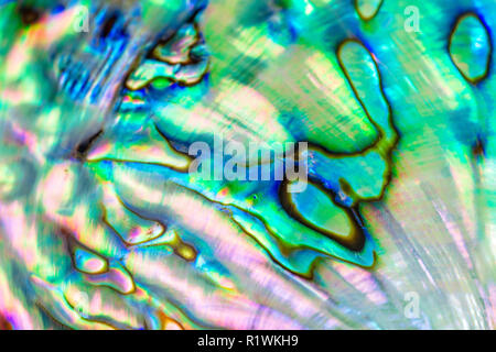 Close up multicolor texture background de paua coquillages, haliotis iris ou d'haliotide Banque D'Images