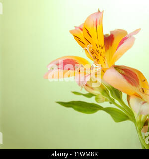 L'Alstroemeria ligth sur fond vert Banque D'Images