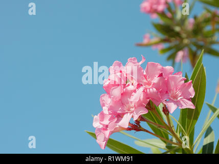 Fleurs roses des lauriers-roses sur fond de ciel bleu. Banque D'Images