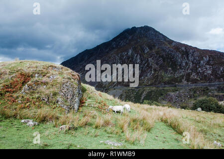 Moutons sur point dans la lumière du soleil, avec vue sur la montagne dans l'ombre derrière, le lac Ogwen, Llyn Ogwen, Snowdonia, Parc National, au nord du Pays de Galles, Royaume-Uni Banque D'Images