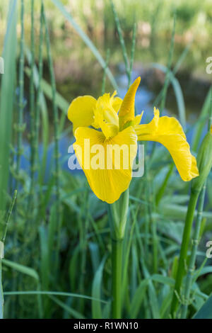 Iris pseudacorus commun, également connu sous le nom de drapeau jaune, une fleur au bord de l'Iris. Banque D'Images