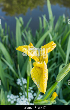 Iris pseudacorus commun, également connu sous le nom de drapeau jaune fleur au bord de l'Iris. Banque D'Images