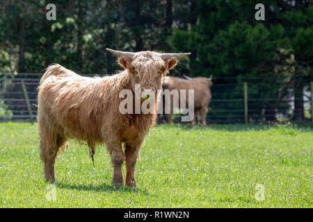 Les jeunes bovins highland élevés dans une ferme dans la région de Oxford, New Zealand Banque D'Images