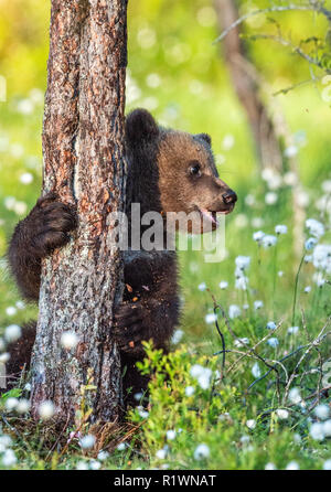 Brown Bear cub se cacher derrière un arbre dans la forêt de l'été parmi les fleurs blanches. Banque D'Images