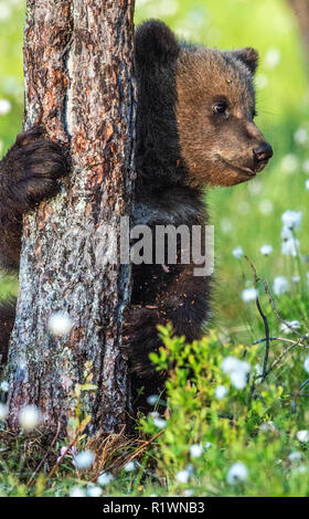 Brown Bear cub se cacher derrière un arbre dans la forêt de l'été parmi les fleurs blanches. Banque D'Images