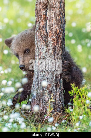 Brown Bear cub se cacher derrière un arbre dans la forêt de l'été parmi les fleurs blanches. Banque D'Images