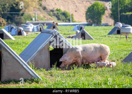 Une variété ferme porcine de Canterbury, Nouvelle-Zélande, avec beaucoup d'abris et les champs pour les porcs à fourrager Banque D'Images