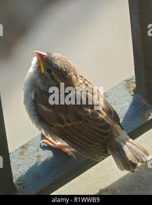 Moineau domestique (Passer domesticus), l'envol des oiseaux jeunes fraîchement sur balcon de fer, Espagne Banque D'Images