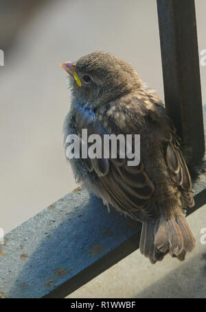 Moineau domestique (Passer domesticus), l'envol des oiseaux jeunes fraîchement sur balcon de fer, Espagne Banque D'Images