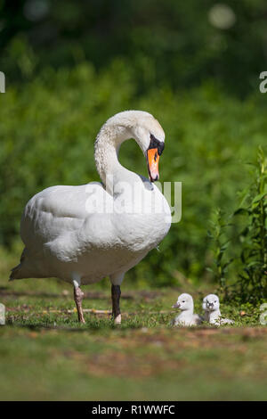 Mute Swan (Cygnus olor) Famille avec jeunes poussins, Ruegen Island, mer Baltique, Mecklembourg-Poméranie-Occidentale, Allemagne Banque D'Images