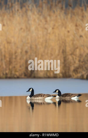 Bernache du Canada (Branta canadensis) paire natation sur le lac avec la réflexion sur la surface de l'eau était, Bade-Wurtemberg, Allemagne Banque D'Images