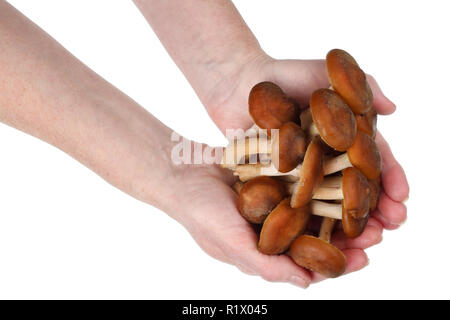 Frais réels Shitake champignons des arbres forestiers en milieu rural femme mains. Isolé sur blanc studio macro shot Banque D'Images