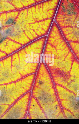 Les veines et les vaisseaux sanguins comme une texture d'une feuille de chêne d'automne concept. Macro Studio shot Banque D'Images