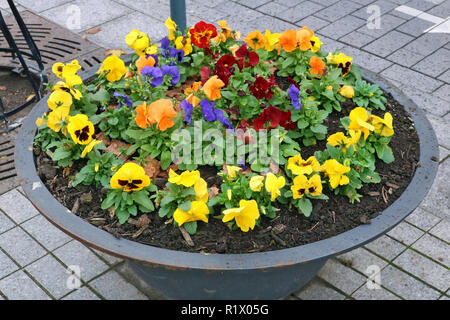 Pensées doux automne rouge jaune et bleu fleurs poussent dans une vieille rue de l'acier moderne métal jardinière. Novembre jour nuageux tourné en milieu urbain Banque D'Images