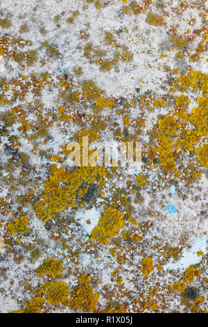 La colonie de lichens jaune plante pousse sur la surface de métal peint blanc. Vue de dessus plan macro en plein air Banque D'Images