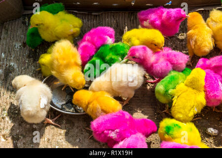 De nombreux poussins de couleurs différentes sont à vendre, emprisonné dans une boîte en carton Banque D'Images