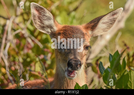 Black-tailed deer fawn Banque D'Images