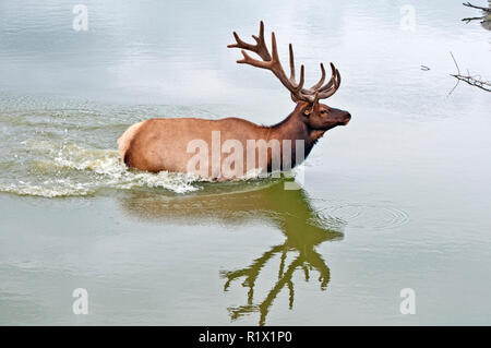 Le wapiti, wapiti (Cervus canadensis), traverser le lac Banque D'Images