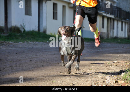 Petit chien et son propriétaire, de prendre part à une course de canicross populaires Banque D'Images