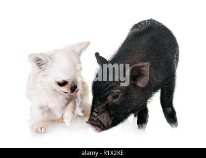 Cochon vietnamien et chihuahua in front of white background Banque D'Images