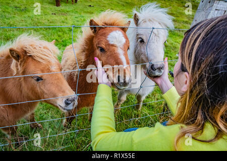 Jeune femme avec des poneys Shetland à l'Ecosse, Shetland Islands, United Kingdom Banque D'Images