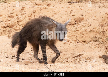 Hyène brune ( Hyaena brunnea ), l'un des profils avec vue latérale, exemple de la faune africaine, la Namibie Okonjima nature reserve, Afrique du Sud Banque D'Images