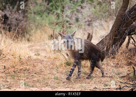 Hyène brune ( Hyaena brunnea ), l'un des profils avec vue latérale, exemple de la faune africaine, la Namibie Okonjima nature reserve, Afrique du Sud Banque D'Images