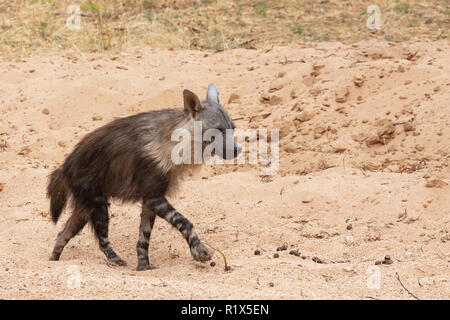 Hyène brune ( Hyaena brunnea ), l'un des profils Vue de côté, l'exemple de l'Afrique, la faune de la réserve naturelle, la Namibie Okonjima Sud Banque D'Images