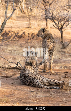 Le guépard Acinonyx jubatus, deux guépards chasse, fondation Africat Okonjima, réserve naturelle, la Namibie Afrique du Sud Banque D'Images