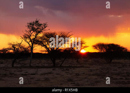 Coucher de soleil sur l'Afrique - les arbres dans la réserve naturelle, la Namibie Okonjima Sud Banque D'Images