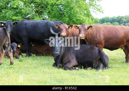 Les bovins, Sussex, une ancienne race de bovins à viande rouge, le pâturage dans la campagne du Kent, au Royaume-Uni Banque D'Images