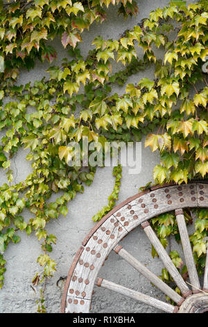 Meubles anciens et Weathered Wood panier roue avec feuilles de vigne Banque D'Images