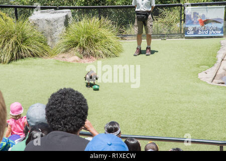 Sydney, Nouvelle Galles du Sud,21,2016 Australia-December : Black breasted buzzard briser l'UEM à oeuf avec les touristes du Zoo de Taronga à Sydney, Australie Banque D'Images