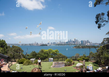 Sydney, Nouvelle-Galles du Sud, ​Australia-December 21,2016 : cacatoès blanc en vol au dessus des spectateurs au Zoo de Taronga avec vue sur Sydney, Australie Banque D'Images