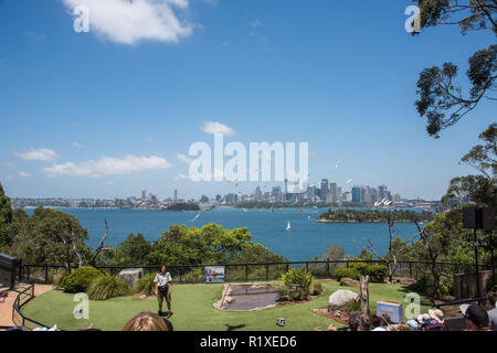 Sydney, Nouvelle Galles du Sud,21,2016 Australia-December : spectacle d'oiseaux en vol libre au Zoo de Taronga avec célèbre skyline à Sydney, Australie Banque D'Images