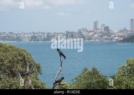 Sydney, Nouvelle Galles du Sud : Australia-December,21,2016 Trois cacatoès noir à queue rouge perché avec vue sur la skyline à Sydney, Australie Banque D'Images