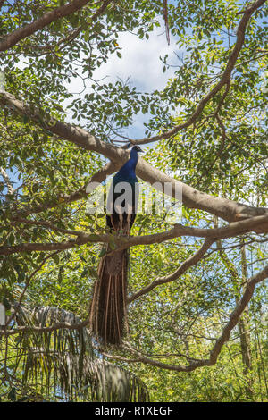 Paon bleu indien perché sur branche avec feuilles vertes sous un ciel bleu avec des nuages à Sydney, Australie Banque D'Images