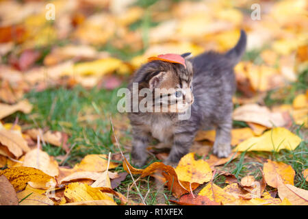 Le mignon petit chaton rayé est de marcher sur les feuilles tombées dans le jardin d'automne Banque D'Images