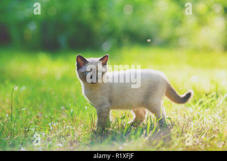 Mignon petit chaton siamois de marcher sur l'herbe Banque D'Images